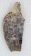 Undescribed Tyrannosaur Tooth Fragment - Texas #33227-1